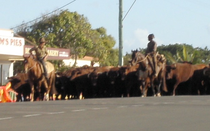 Here they come.JPG