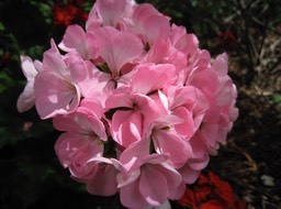 IMG_0886.JPG