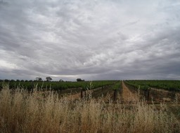 IMG_0887.JPG