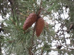 IMG_0892.JPG