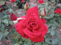IMG_0898.JPG