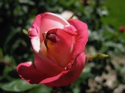 IMG_0912.JPG