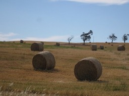 IMG_0915.JPG