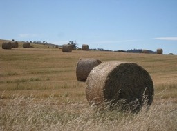 IMG_0916.JPG