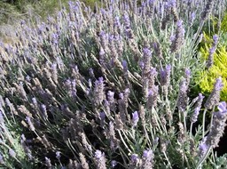 IMG_0921.JPG