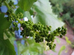 IMG_0930.JPG