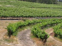 Curved vines