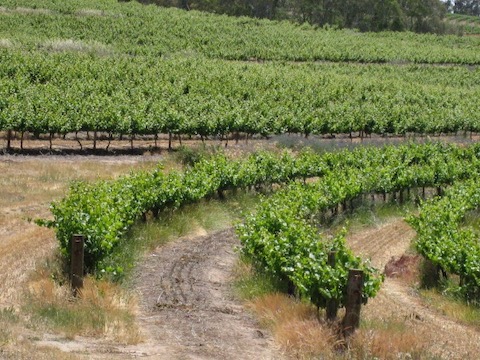 Curved vines