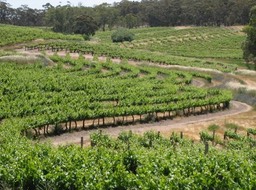 Vines 3