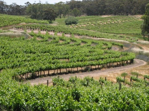 Vines 3