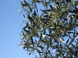 IMG_0967.JPG