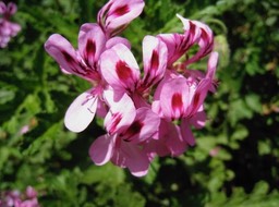 IMG_0971.JPG
