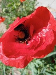 IMG_0972.JPG