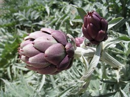 IMG_0973.JPG