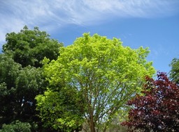 IMG_0975.JPG