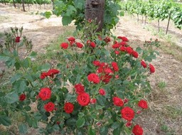 IMG_0978.JPG
