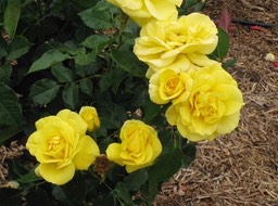 IMG_0984.JPG