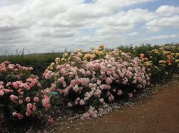 KIF_0564