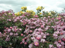 KIF_0567