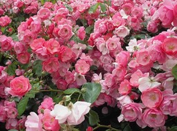 KIF_0568