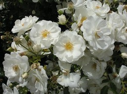 KIF_0569