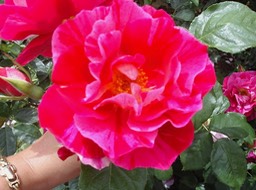 KIF_0570