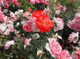 KIF_0571