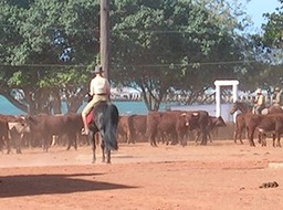Nicole & Cattle