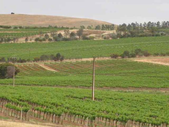 Vineyard 2