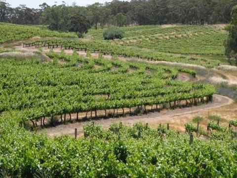 Vineyard 3