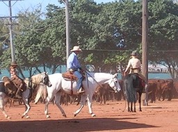 Working cattle